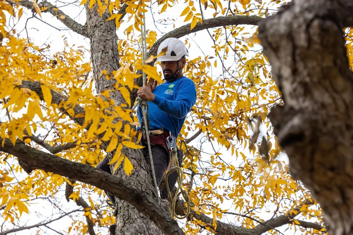 Skilled Tree Planing crew working in Horseshoe Beach